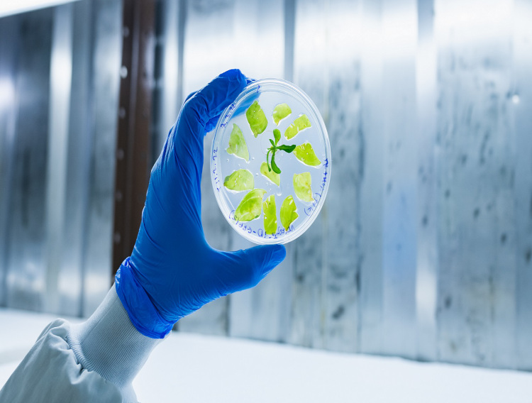 Start-up using tobacco plant in cultivated meat production