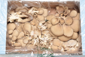 StePacPPC’s New Sustainable Packaging Boosts Exotic Mushroom Longevity