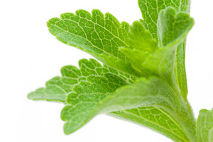 Stevia First Corp. announces proprietary fermentation method for steviol production