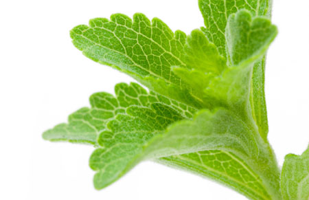Stevia First Corp. announces proprietary fermentation method for steviol production