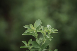 Stevia innovations: from losing bitterness to modulating flavour
