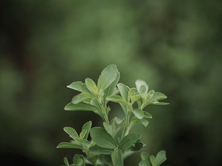 Stevia innovations: from losing bitterness to modulating flavour
