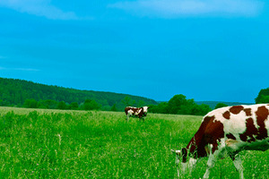 Stratum Nutrition introduces market ready dairy free BLIS K12 and BLIS M18