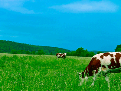 Stratum Nutrition introduces market ready dairy free BLIS K12 and BLIS M18