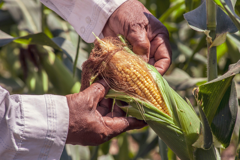 Strengthening sustainability with fermentation in ingredient production