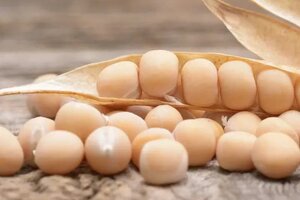 Study demonstrates pea protein's high nutritional quality 
