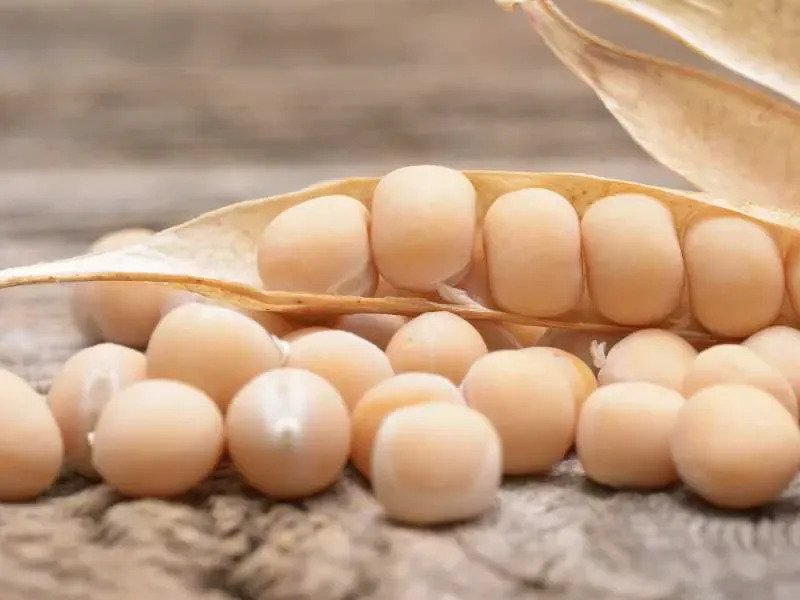 Study demonstrates pea protein's high nutritional quality 