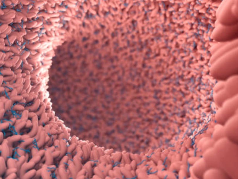 Study finds human milk-based synbiotic safely modulates damaged adult gut microbiomes
