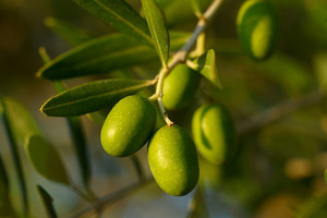 Study investigates hydroxytyrosol supplementation in breast cancer
