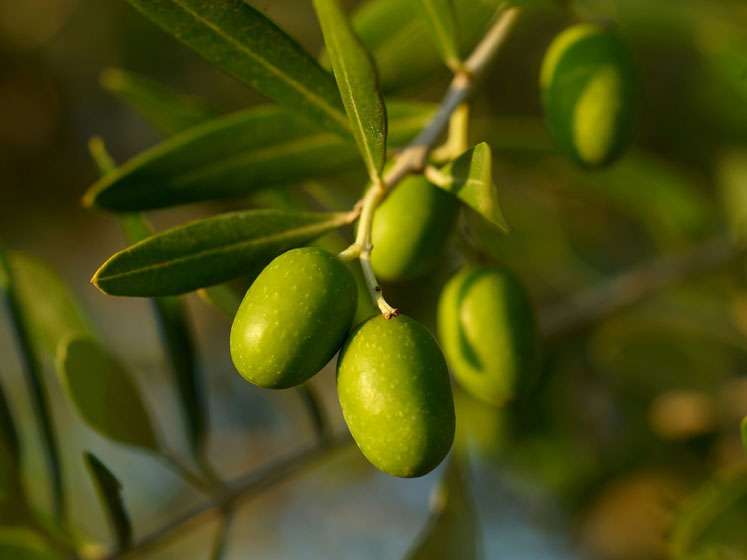 Study investigates hydroxytyrosol supplementation in breast cancer
