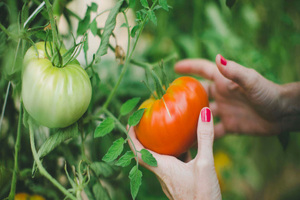Study provides evidence of Lycomato’s skin benefits