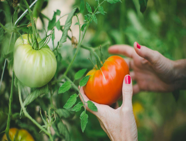 Study provides evidence of Lycomato’s skin benefits