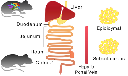 Study reveals a key role your gut bacteria play in body's self-defence