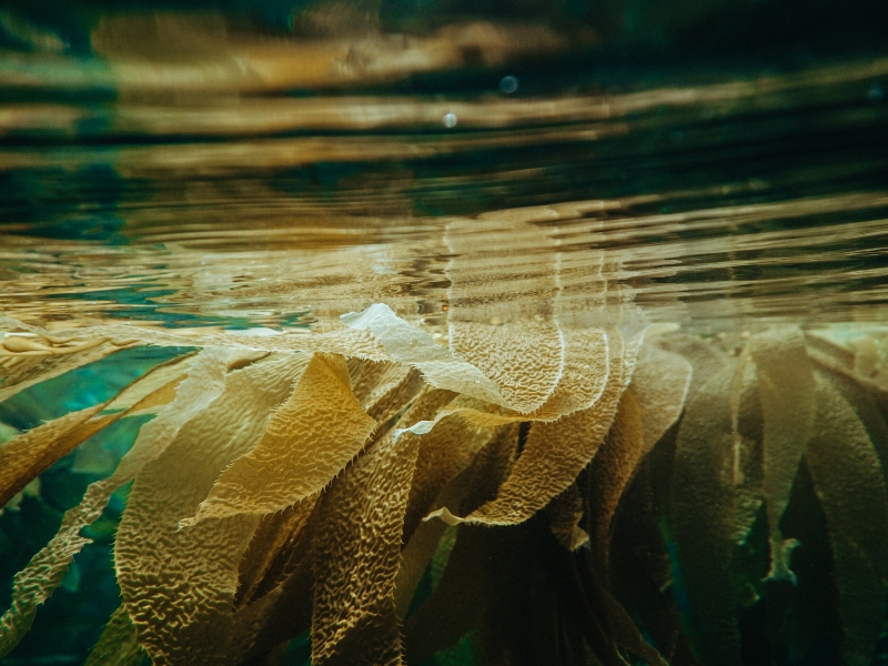 Study reveals effect of brown seaweed on ageing