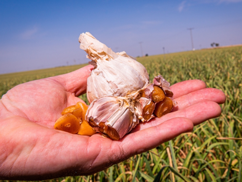 Study reveals effects of Aged Black Garlic extract on hypertension