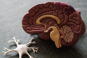 Study reveals efficacy of Lipogen's cognitive health ingredient