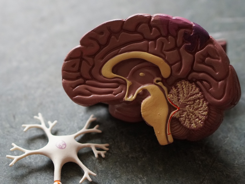 Study reveals efficacy of Lipogen's cognitive health ingredient