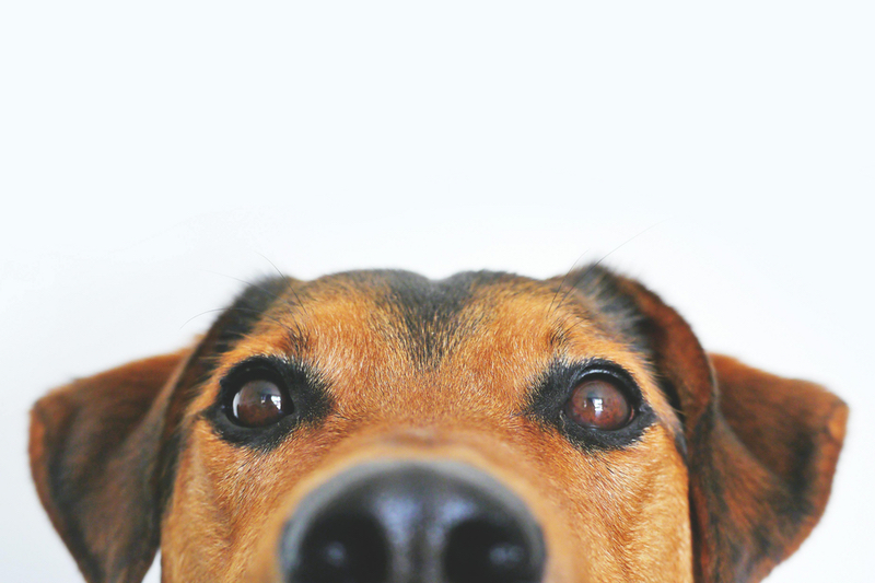 Study reveals HMB's potential as a muscle-supporting pet health ingredient