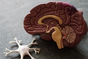 Study reveals supplement to repress genes associated with Alzheimer’s Disease