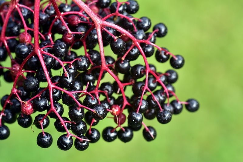 Study reveals the elderberry's potential as a weight management nutraceutical