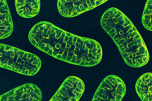Study reveals the key role of mitochondria as cellular NAD buffers during cellular ageing