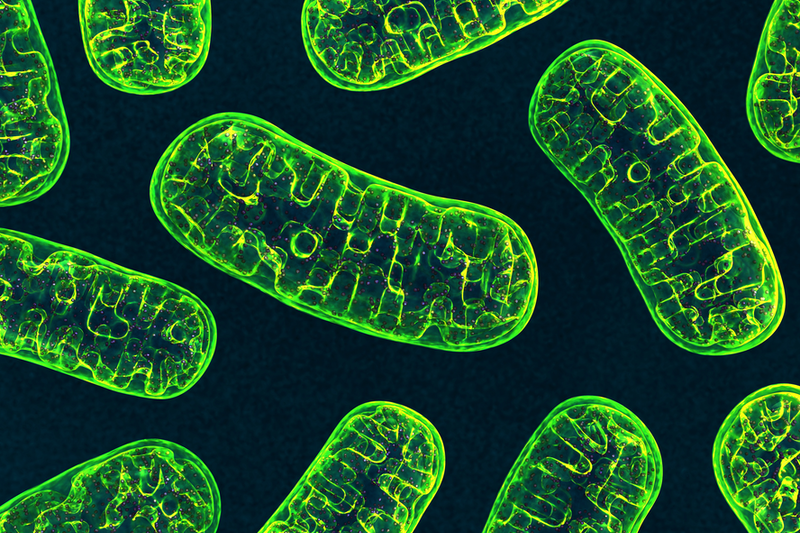Study reveals the key role of mitochondria as cellular NAD buffers during cellular ageing