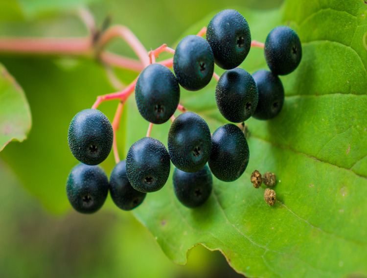 Study shows blackcurrant extract improves recovery after exercise