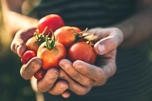 Study shows Sibelius LactoMato improves men's reproductive health
