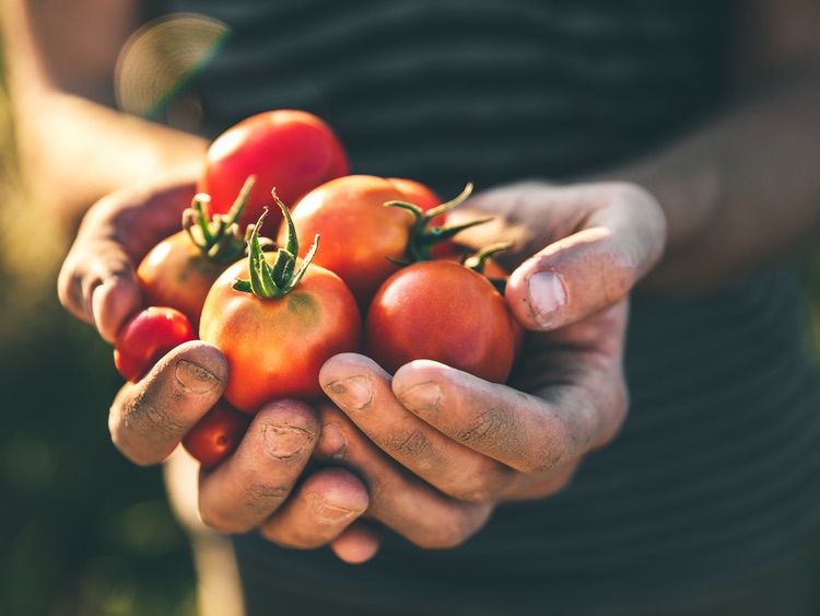 Study shows Sibelius LactoMato improves men's reproductive health