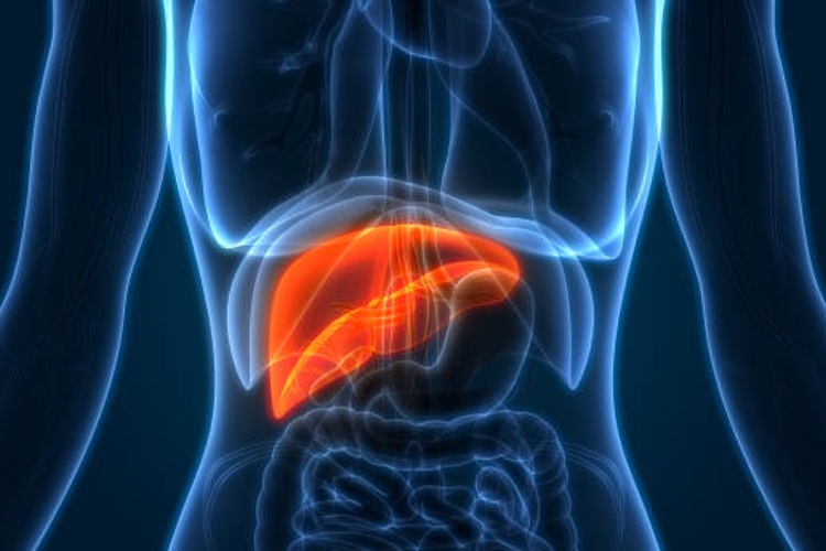 Study supports natural bioavailability enhancer as liver cancer treatment