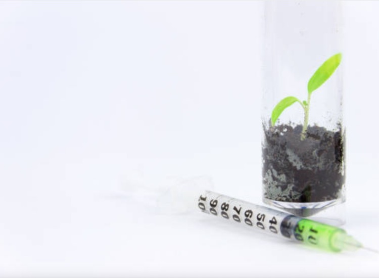 Study uses fresh method to evaluate botanical-drug interactions 