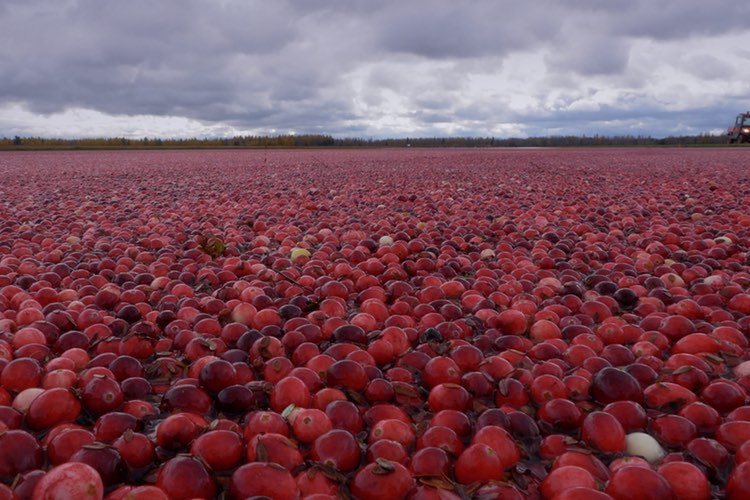 Study validates new butanol test to quantify insoluble proanthocyanins