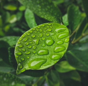 Suanfarma collaborates on natural ingredients with Solvay 