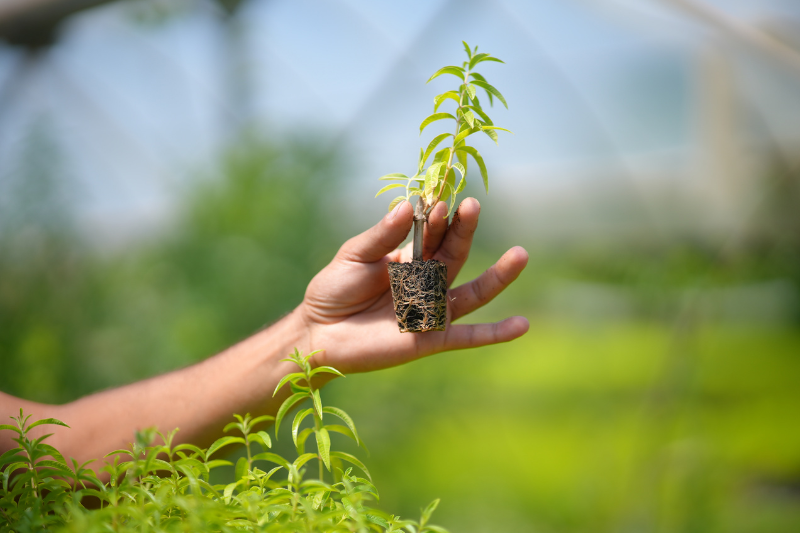 SUANNUTRA strengthens lemon verbena supply chain with local cultivation in Spain