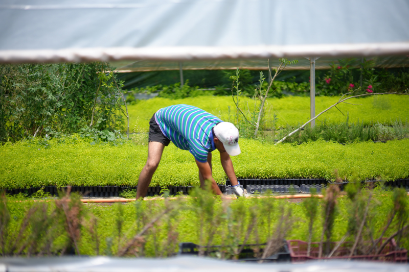 SUANNUTRA strengthens lemon verbena supply chain with local cultivation in Spain