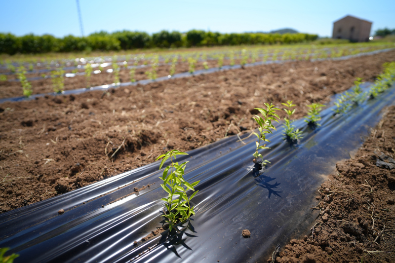 SUANNUTRA strengthens lemon verbena supply chain with local cultivation in Spain