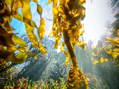 Sugar on the brain: using seaweed to heal brain injuries