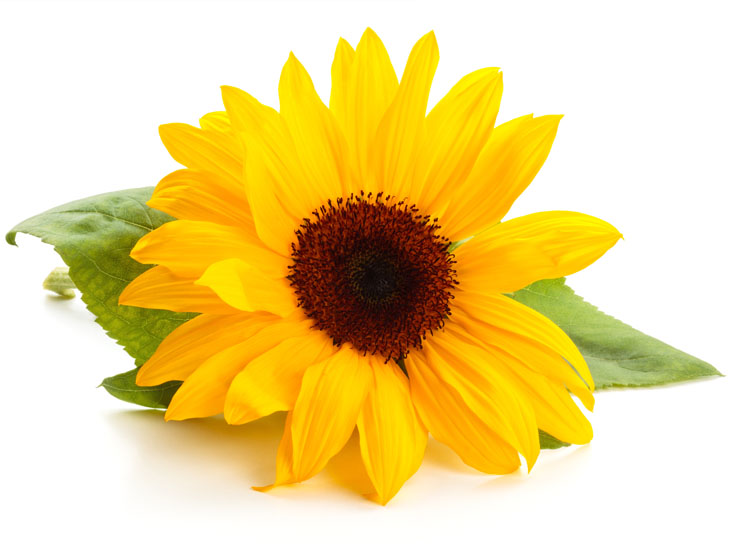 Sunflower extract demonstrates dual activity on weight management and blood lipids
