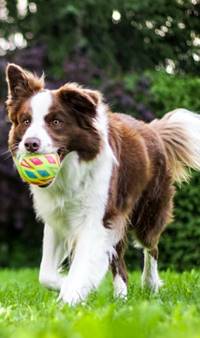 Supporting animal health with high purity fucoidan