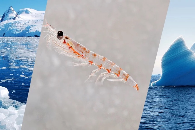 Sustainable Fisheries Partnership says Southern Ocean krill are doing well