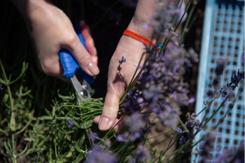 Sustainable Herbs Initiative launches Toolkit 3.0 to advance ethical sourcing across botanical supply chains