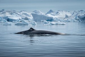 Sustainable Markets Initiative launches Ocean Stewardship effort to protect Antarctica