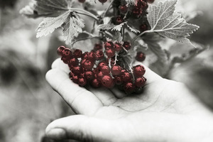 SVZ marks 150 years of fruit and vegetable passion
