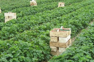 SVZ pledges 100% sustainable sourcing by 2030