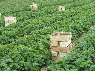 SVZ pledges 100% sustainable sourcing by 2030