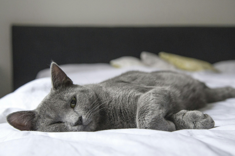 Swedencare bolsters premium pet supplement offering with MedVant acquisition