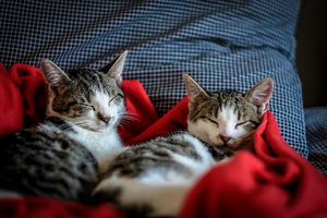 Swedencare launches its pet brand NaturVet in Europe