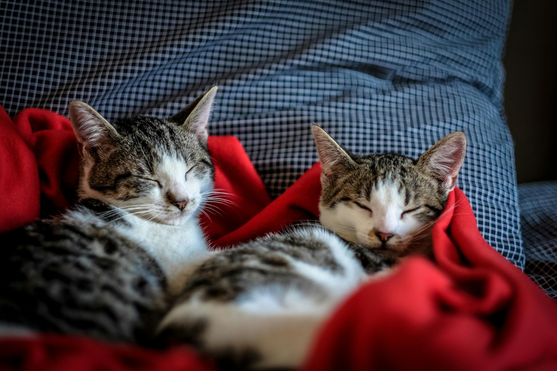 Swedencare launches its pet brand NaturVet in Europe