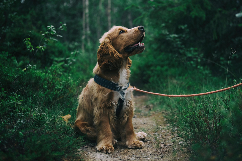 Swedencare's dog soft chew, ProDen PlaqueOff, gains Vetinary Oral Health Council seal of approval