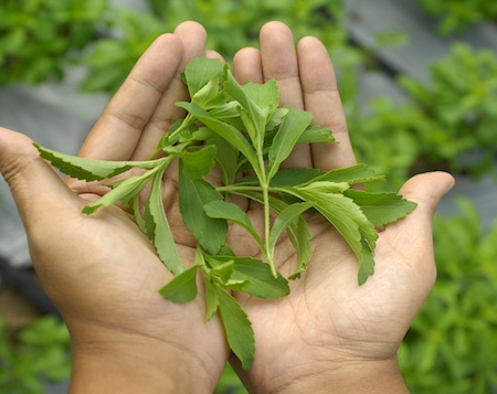 Sweet science: stevia helps provide a solution for European obesity